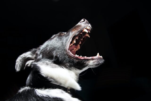 A black and white dog is shown in a side profile with its mouth open, exposing its teeth. The ominous dark background highlights the dog's features, reminiscent of notorious New Jersey dog attack cases that have led some to contemplate legal action due to injuries.
