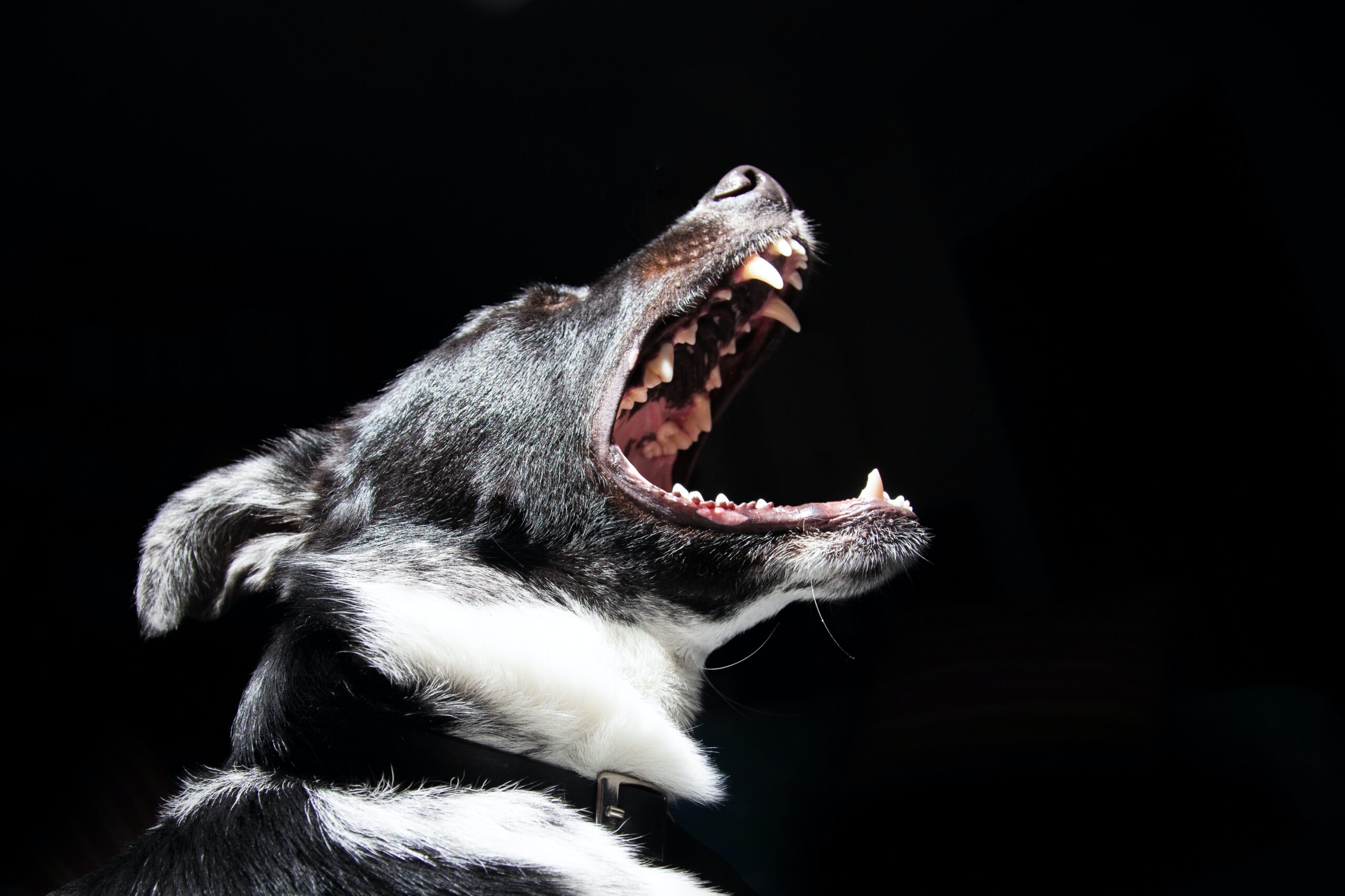 A black and white dog is shown in a side profile with its mouth open, exposing its teeth. The ominous dark background highlights the dog's features, reminiscent of notorious New Jersey dog attack cases that have led some to contemplate legal action due to injuries.