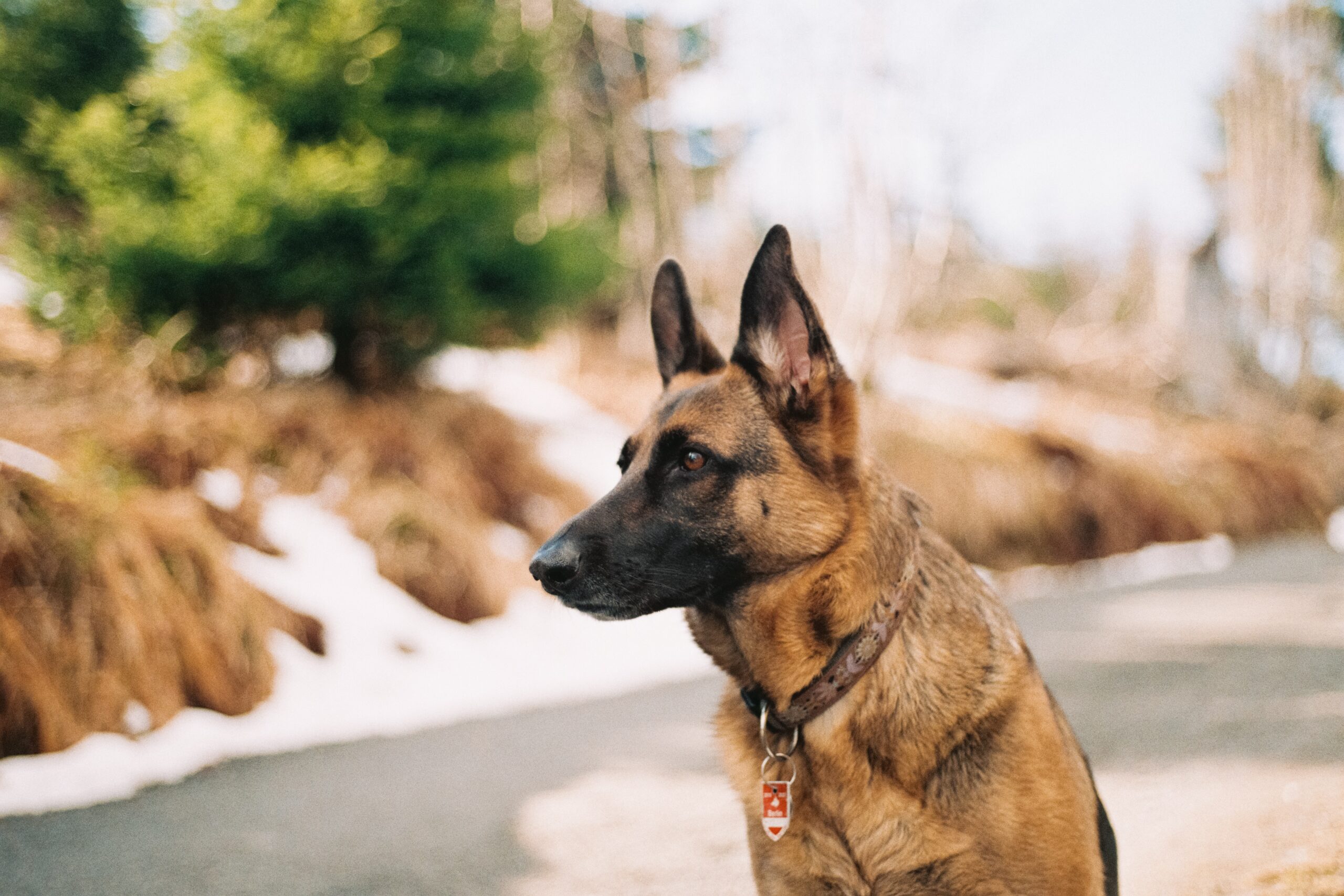A German Shepherd with a collar sits on a path, exuding both strength and serenity. In the background, blurred greenery and patches of snow create a serene atmosphere. It's always important to be aware of trusted dog bite accident attorneys in case of unexpected encounters.